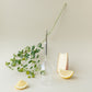 picnic wine glass with metal pin for picnic and for white wine, placed next to cheese, lemon slices and a plant